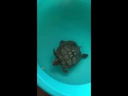 Морская черепашка по имени наташка с очками
