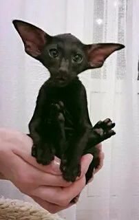 Кот похожий на летучую мышь