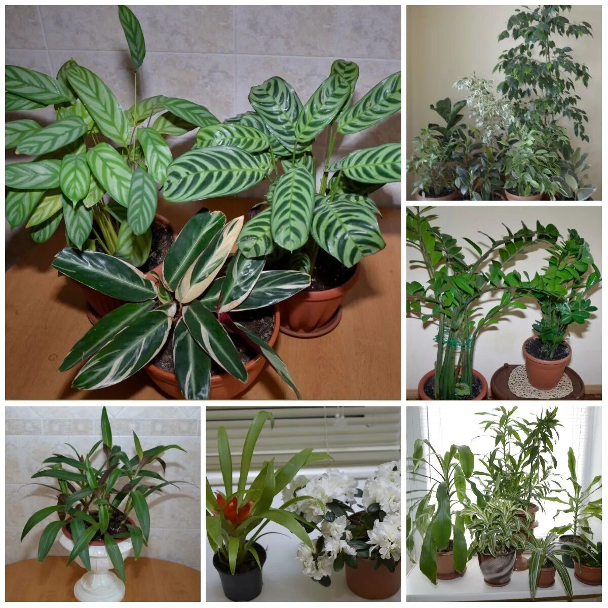 Виды домашних комнатных растений