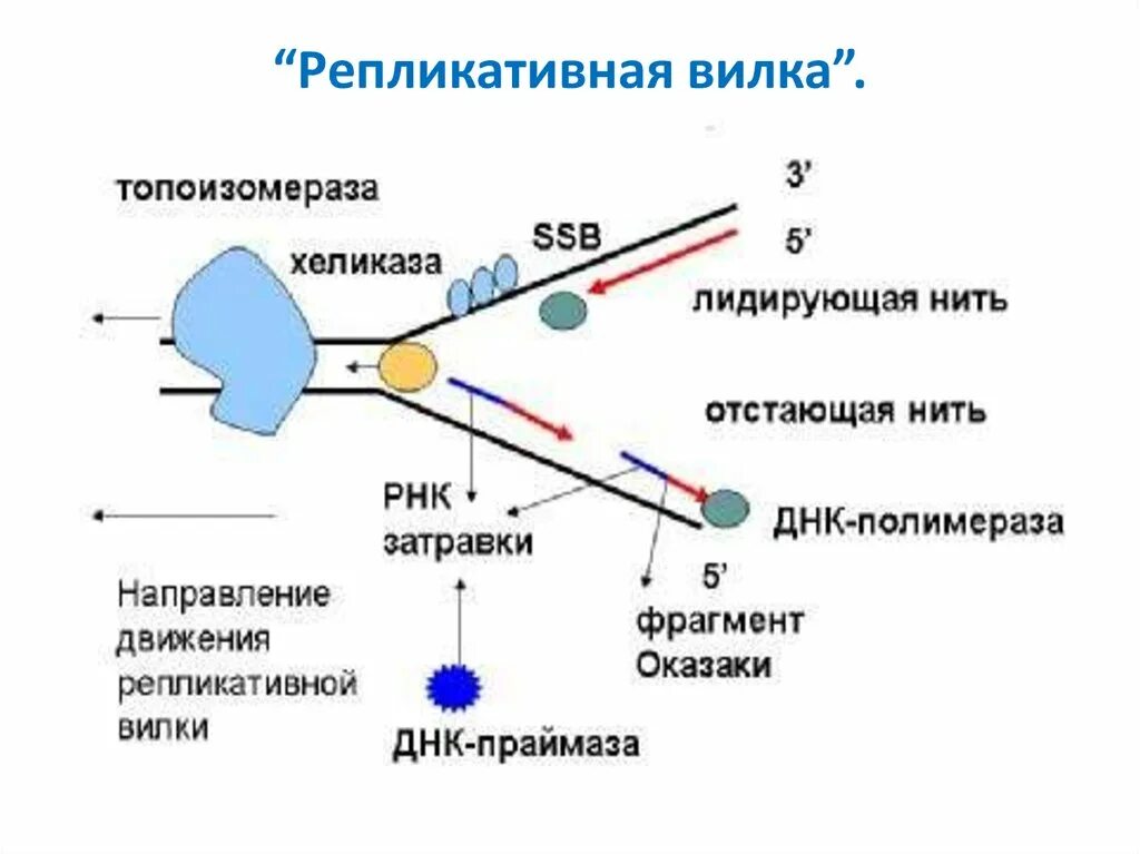 Фермент вилка. Схема репликационной вилки ДНК. Репликативна\я ДНК. Репликация схема репликативной вилки. Схема репликативная вилка биохимия.