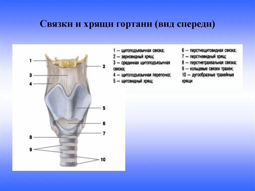 Надгортанный хрящ строение. Про хрящи. Непарные хрящи гортани анатомия. Надгортанник хрящ анатомия. Хрящи гортани схема.
