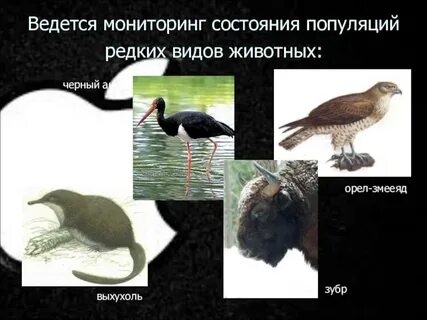 Мониторинг популяций