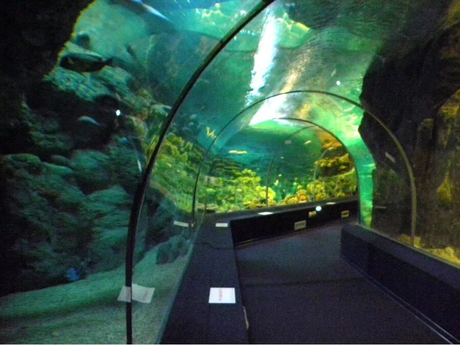 Океанариум Бангкока (Sea Life Ocean World) в Таиланде: фото, отзывы и цены