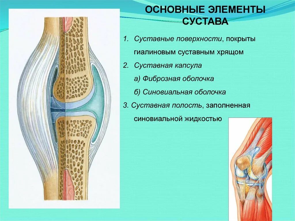 Какие структуры сустава. Синовиальная оболочка коленного сустава. Синовиальная капсула коленного сустава. Синовиальная полость коленного сустава анатомия. Что такое суставная капсула в анатомии.