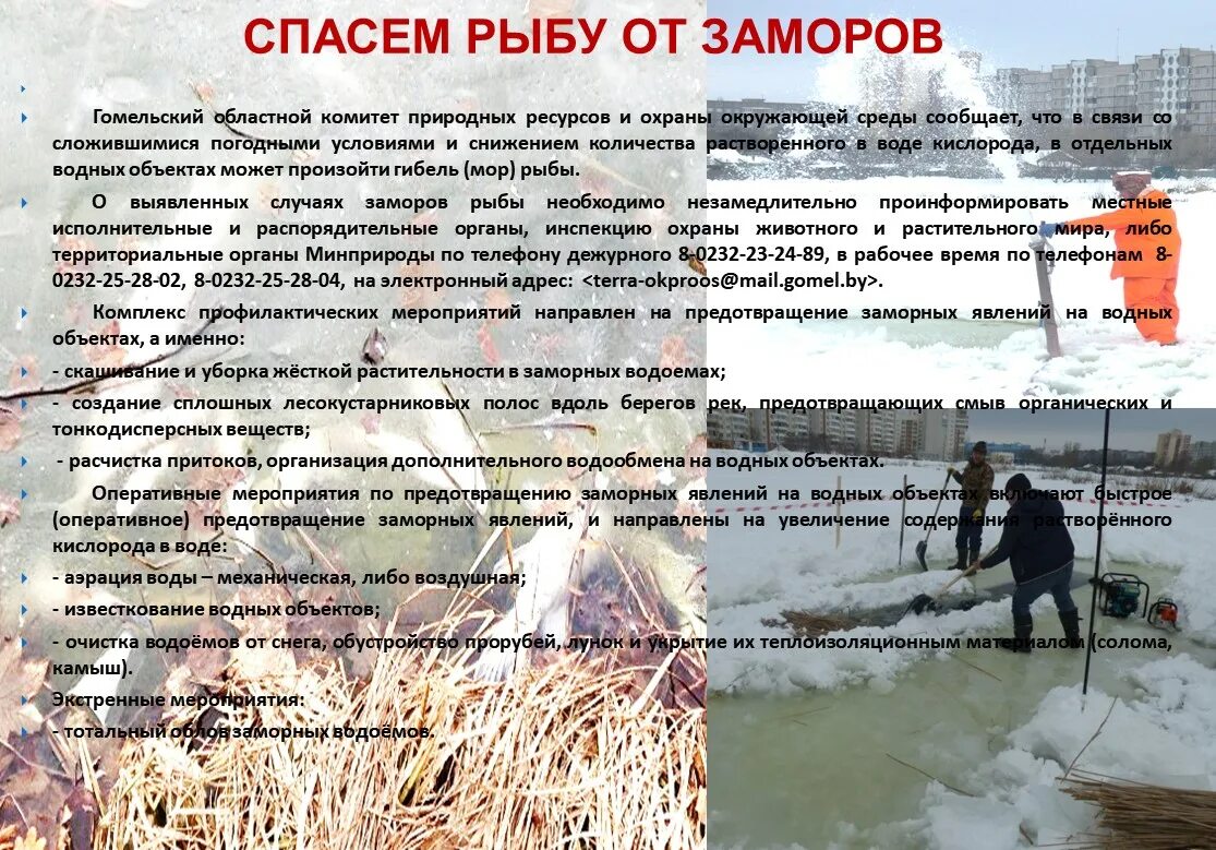 Как можно спасти рыбу маленькую. О предотвращении гибели на водоемах весной. Спасение рыбы зимой. Как рыбы делают рыбок. Рыболовные в британии суеверия.