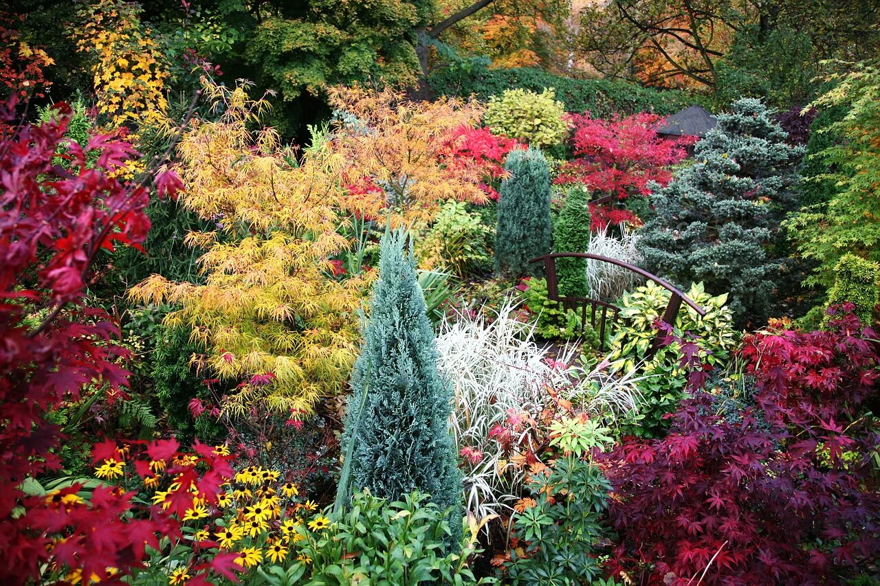 миксбордер аптекарский огород. 4 декоративных растений. 4 декоративных растений. туя розмарин миксбордер. туя плакучая.