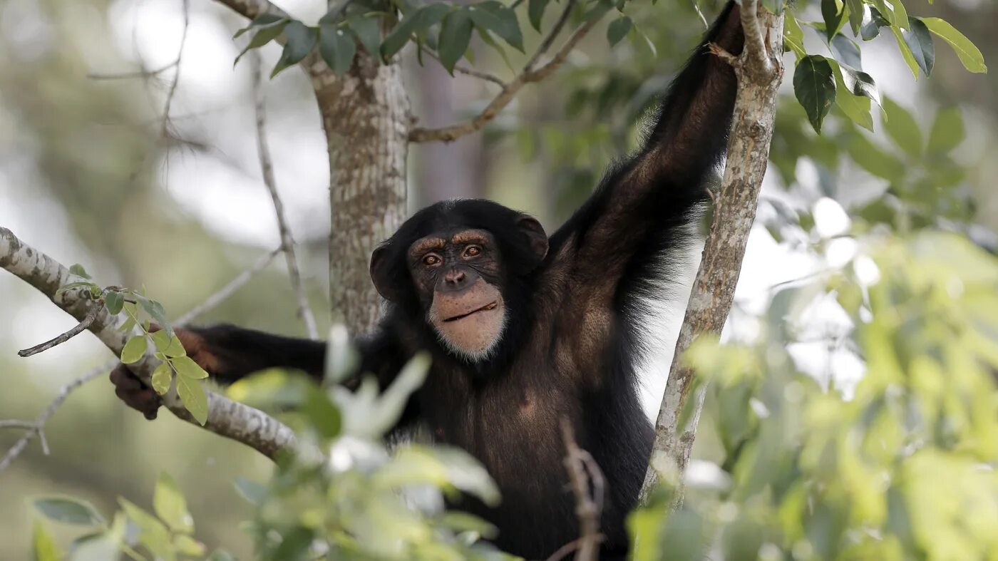 A chimp can перевод. Мартышка обыкновенная. Фотообои мартышки. Коалиция приматов. Cherry Chimp.