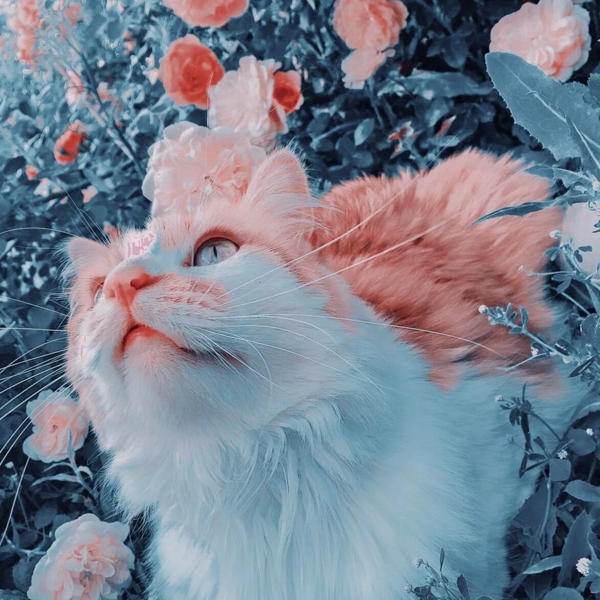 Эстетика котики на аву. Котики Эстетика. Котик в цветах Эстетика. Милые котики Эстетика. Голубой кот Эстетика.