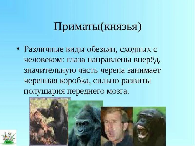 Отряд приматы это. Отряд приматы. отряд приматы представители. приматы это в биологии.