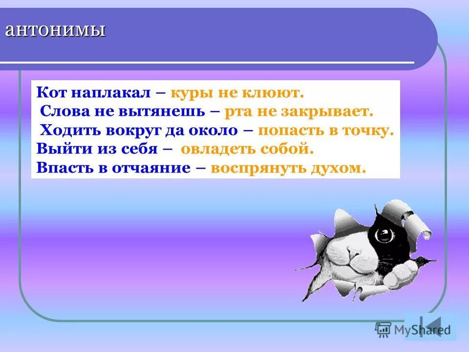 Синоним к слову котенок