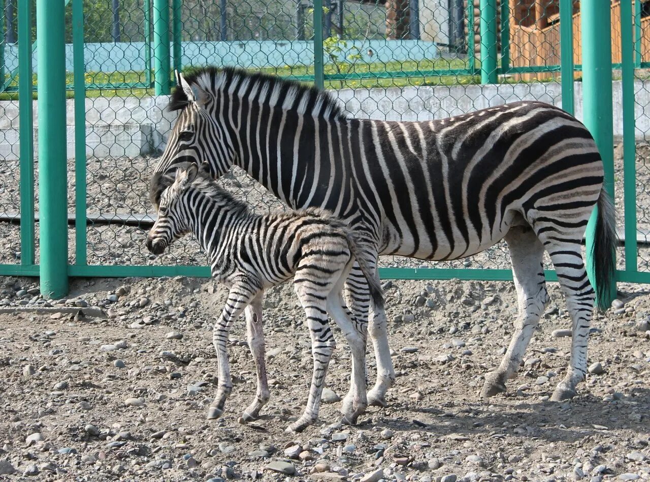 Какое животное самое дорогое по содержанию зоопарка. Дымчатый леопард в московском зоопарке. Зоопарк негара. Какое животное самое дорогое по содержанию зоопарка. Какое животное самое дорогое по содержанию зоопарка.