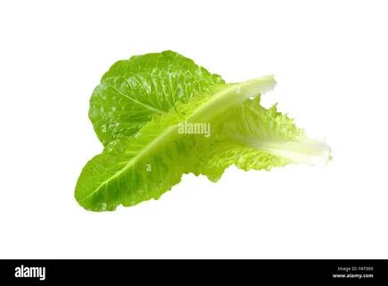 two romaine lettuce leaves isolated on white Stock Photo. lettuce leaves is...