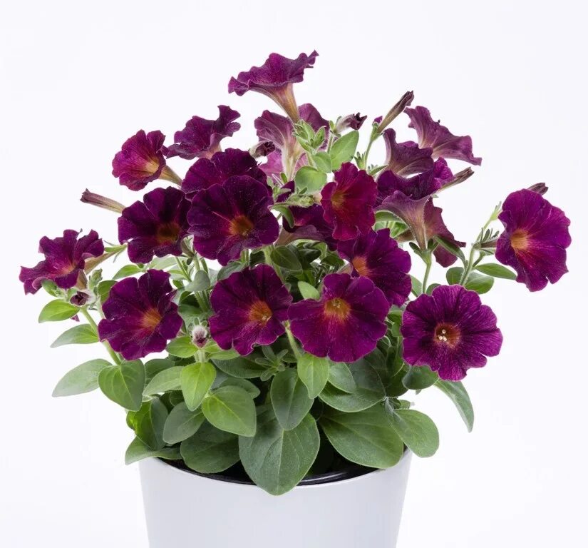 Петуния фиолетовая каприс. Петуния шок вейв дип парпл. Петуния шок вэйв дип парпл. Петуния ампельная шок вейв дип перпл. Петуния шок вейв дип парпл.