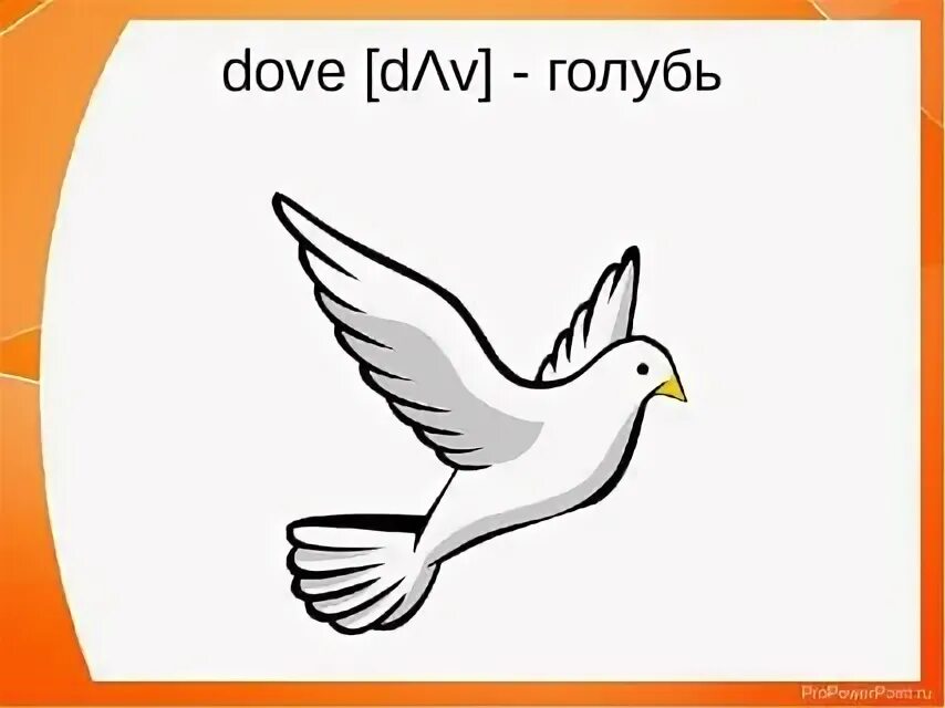 Голубей на английском