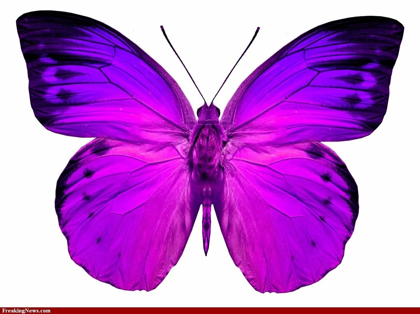 Фиолетовые бабочки картинки. Сиреневые бабочки. Бабочка фиолетовая. Розовые бабочки. Бабочка белая.