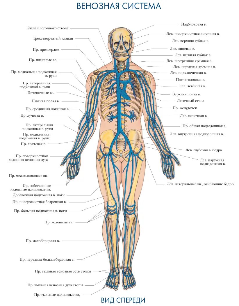 Венозная система человека анатомия схема расположения. Вены тела человека схема. Вены и артерии человека анатомия схема расположения. Схема венозной системы человека схема.