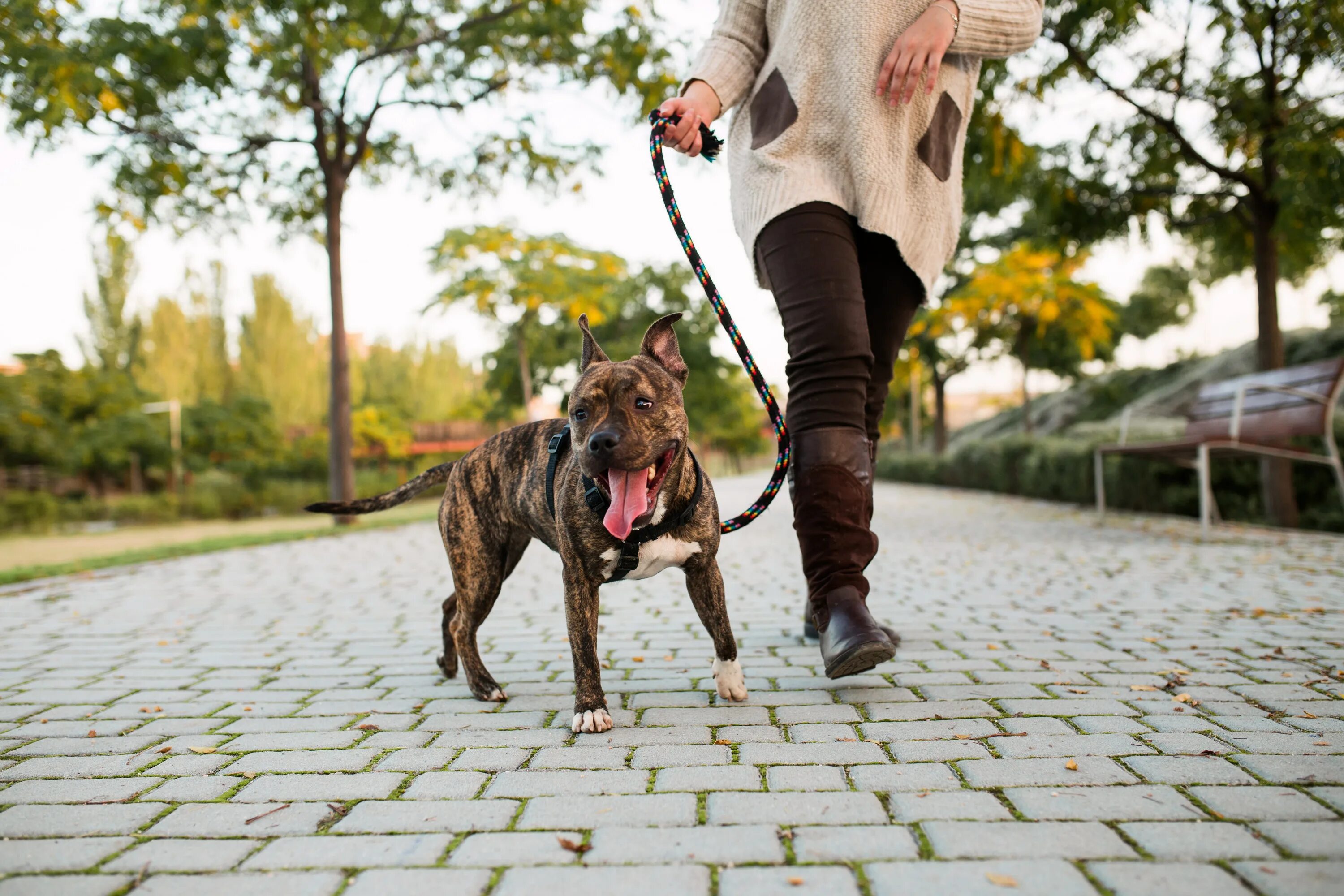 Walking pet. Прогулка с собакой. Поводок для собак. Гулять с собакой. Утренняя прогулка с собакой.