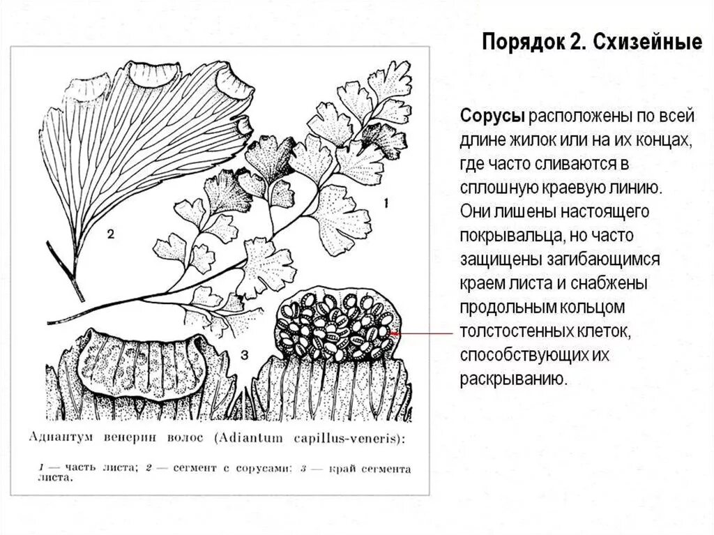 Сегмент листа