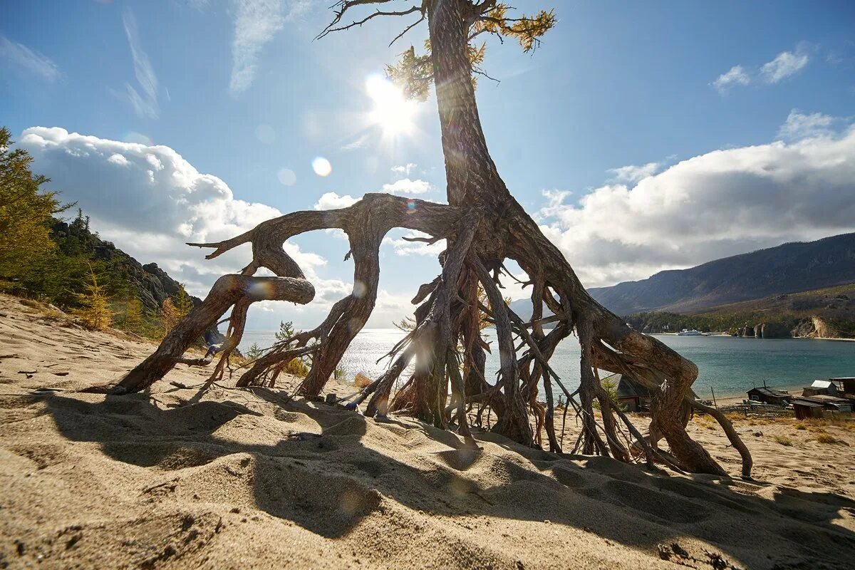 Walking tree