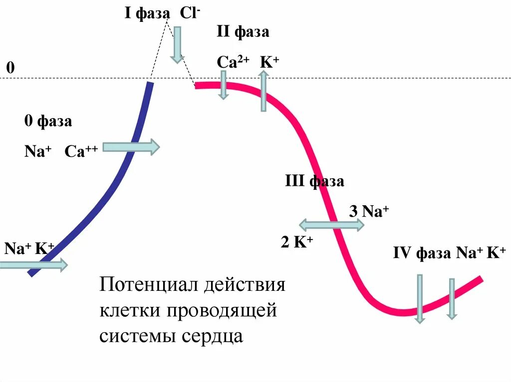 Потенциал действия проводящей системы сердца. Антиаритмические препараты и потенциал действия. Точки приложения антиаритмических препаратов. Потенциал действия клетки. Пд клетки