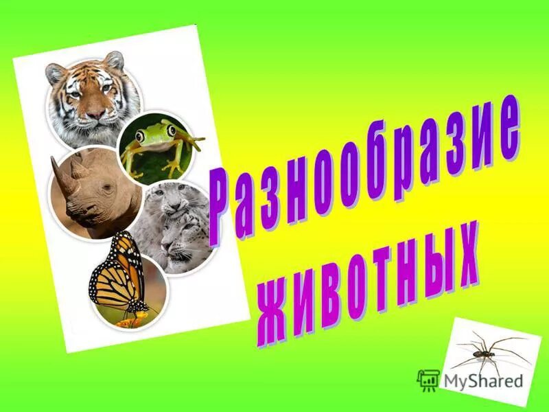 3 класс окружающий разнообразие животных урок. Разнообразие животных Плешаков. Разнообразие животных 3 класс окружающий мир. Мир животных 3 класс. Мир животных 3 класс перспектива презентация.