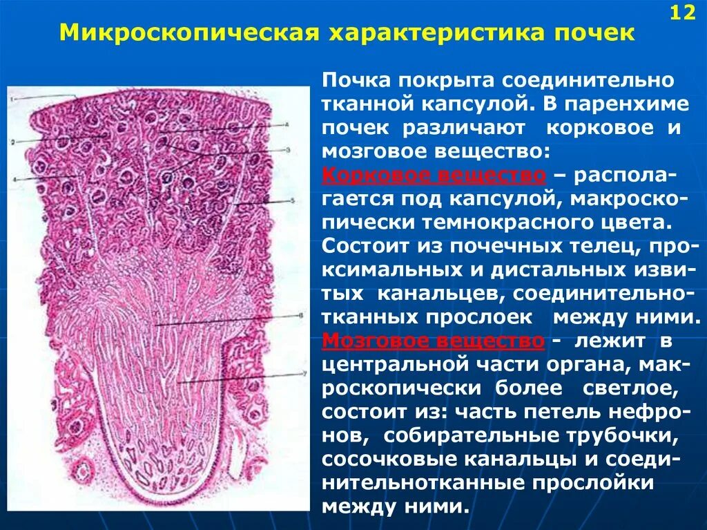 Почках и в головном мозге. Строение паренхимы почек. Гистологическое строение строение почки. Строение ткани почки гистология. Структура коркового вещества почки.