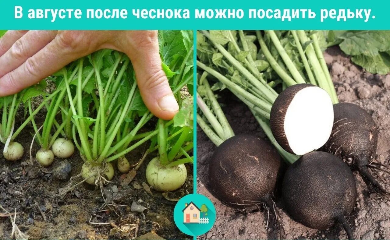 Посадка редьки 2025