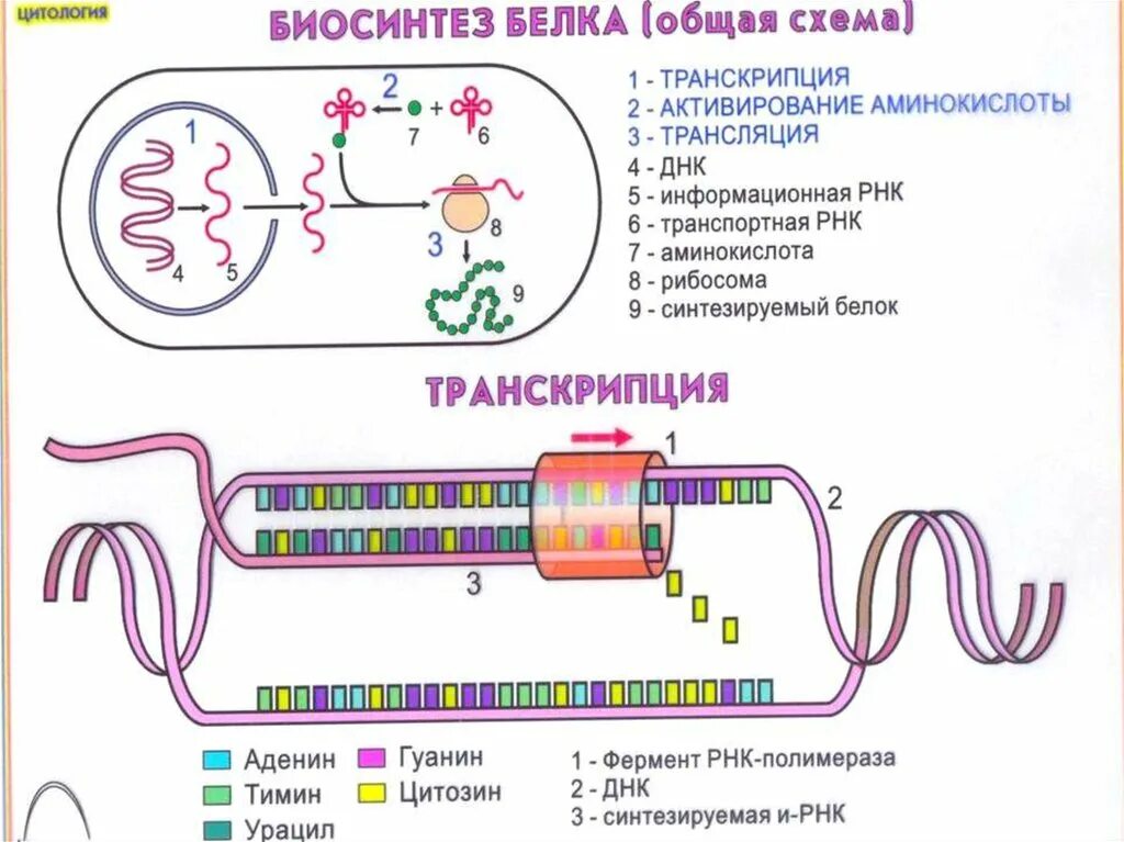 Направление синтеза белка. Схема трансляции синтеза белка рисунок. Этапы транскрипции биосинтеза белка. Транскрипция — первый этап биосинтеза белка. Этапы трансляции биосинтеза белка схема.