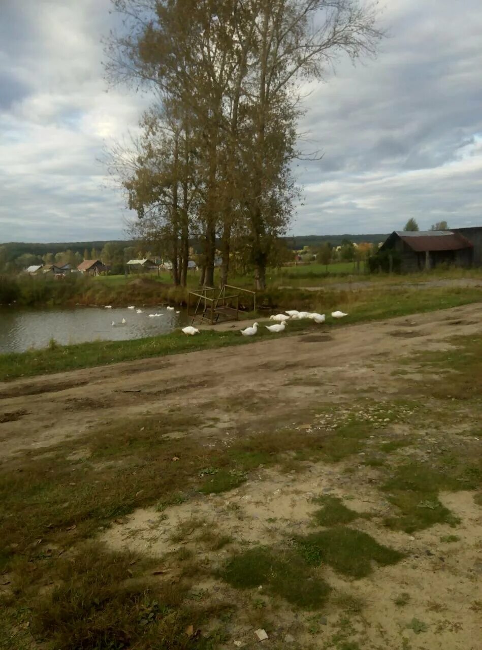 Погода в шорчекасах. Погода в шорчекасах. Погода в шорчекасах. Деревня шорчекасы главная улица. Погода шорчекасы.