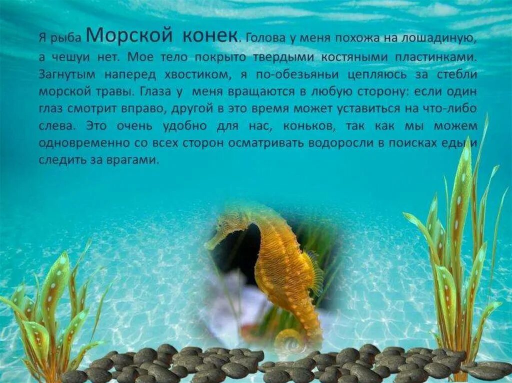 Море презентация для детей. Растения моря для дошкольников. Морские обитатели черного моря. Морские обитатели черного моря для детей. Информация о обитателях черного моря.