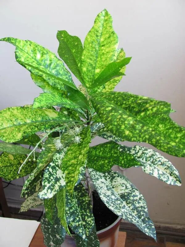 кротончик. кротон звездная пыль. кротон тиглиум. кротон омский. кротончик.