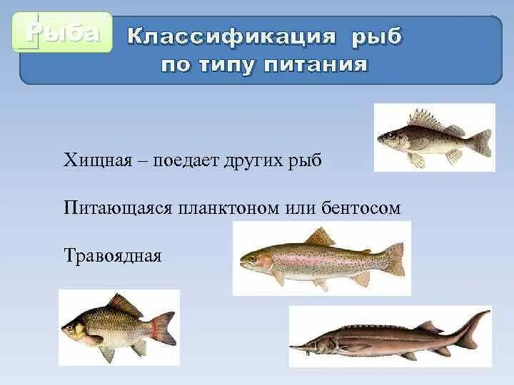 Почему численность растительноядных рыб. Рыбы Хищные и растительноядные. Питание рыб. Рыбы по питанию делятся. Классификация рыб по питанию.