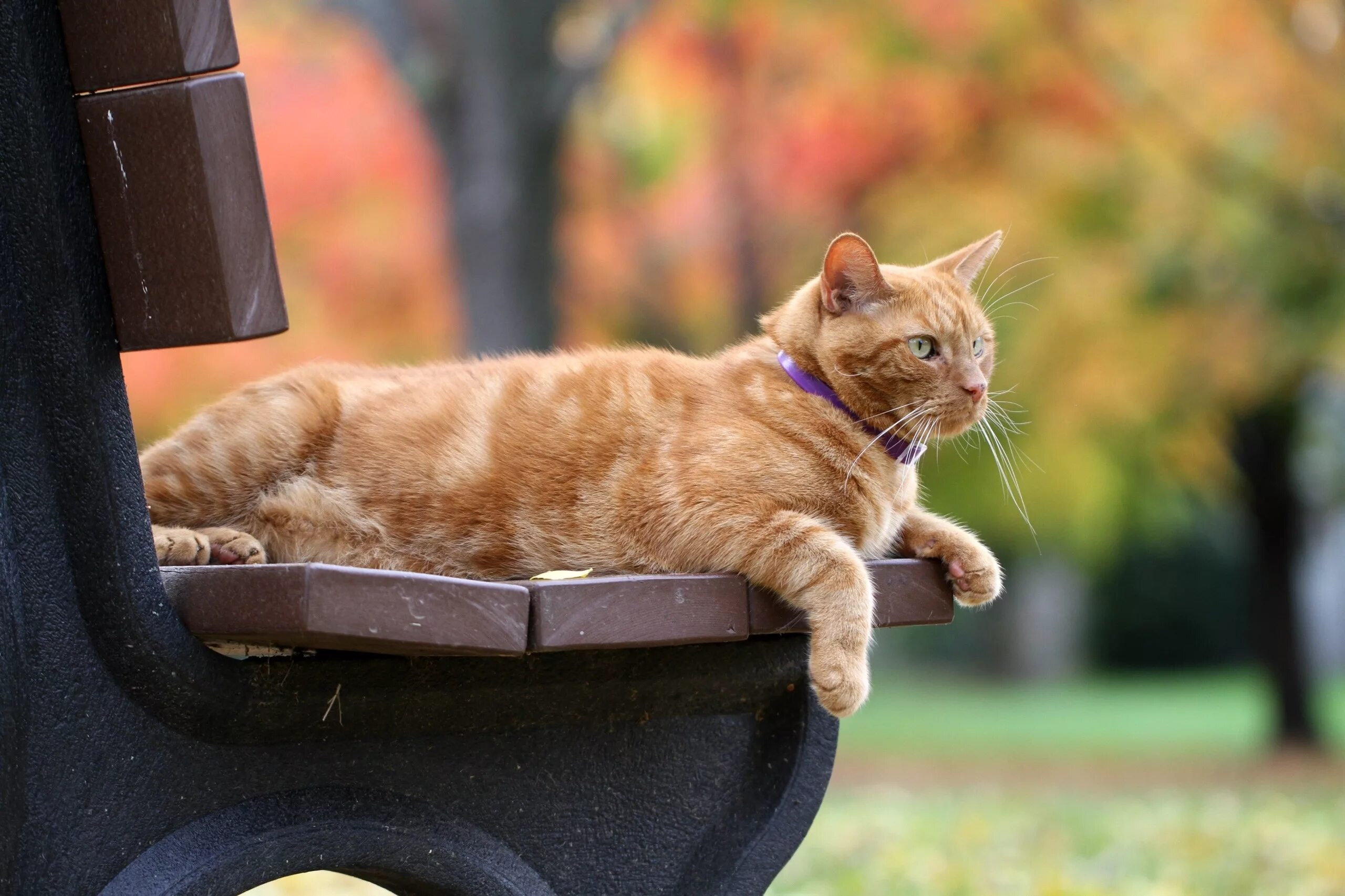 Кот в машине. Рыжий котенок в машине. Тачка рыжий кот. Котик едет на машине. Котик за рулем.