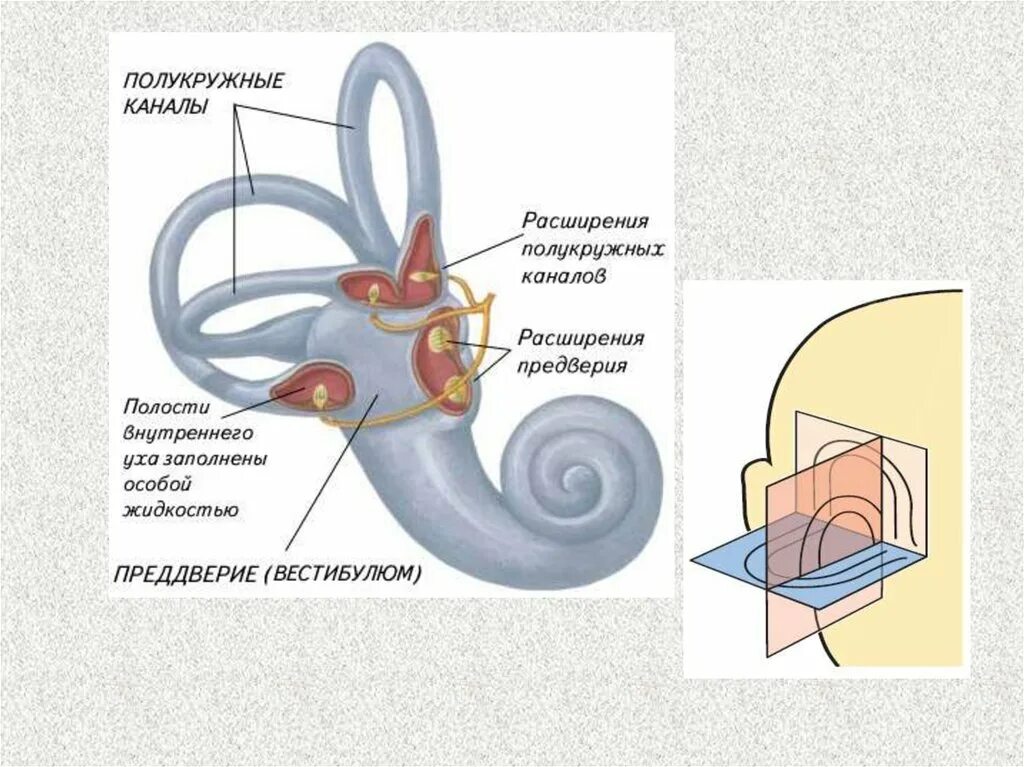 Внутреннее ухо полукружные каналы. Костные полукружные каналы строение. Три полукружных канала функции. Строение полукружных каналов. Как устроено внутреннее ухо