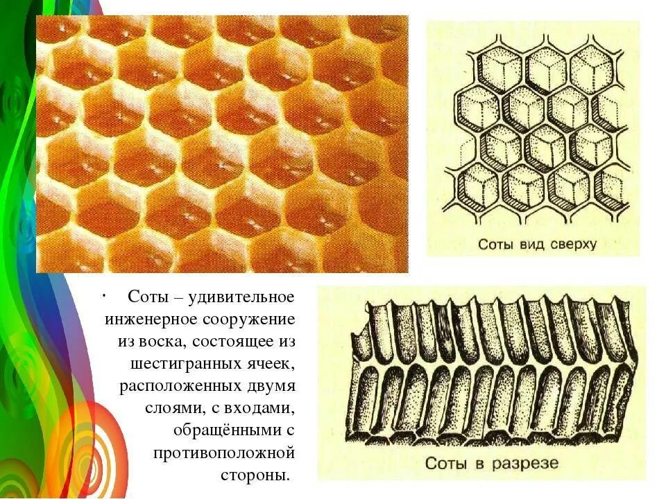 Строение пчелиного сота. Соты пчел строение. Пчелиные соты строение. Пчелиные соты в разрезе.