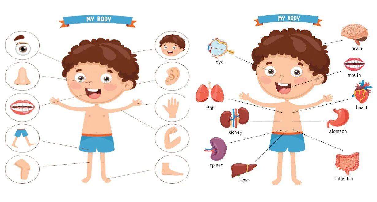Картинка тело человека для детей. Части тела человека. Части тела для детей. Человек части тела для дошкольников. Строение тела для детей.