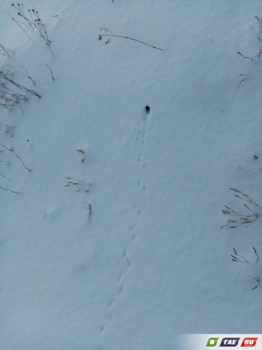 следы на снегу для детей. следы на снегу. следы лесных зверей на снегу. следы диких животных для детей. следы животных на снегу.