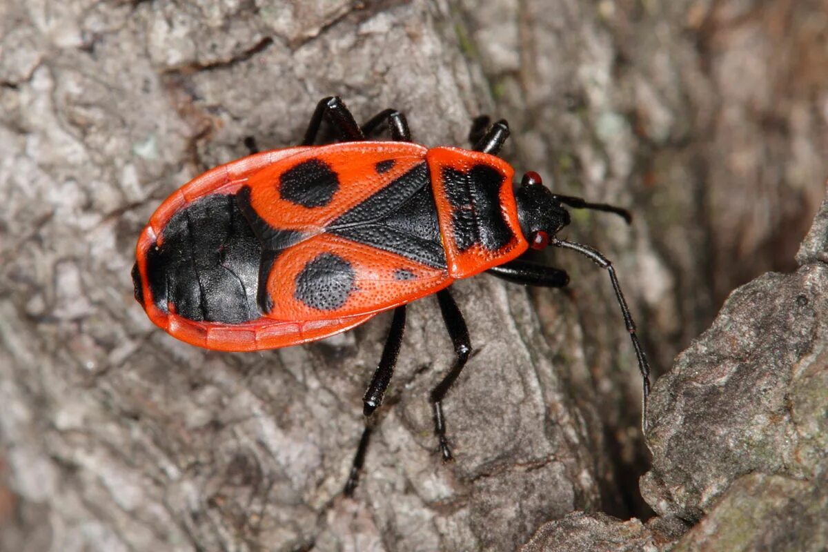 Клоп-солдатик Pyrrhocoris. Клоп-солдатик – Pyrrhocoris apterus. Жук красноклоп солдатик. Жук клоп солдатик коричневый.