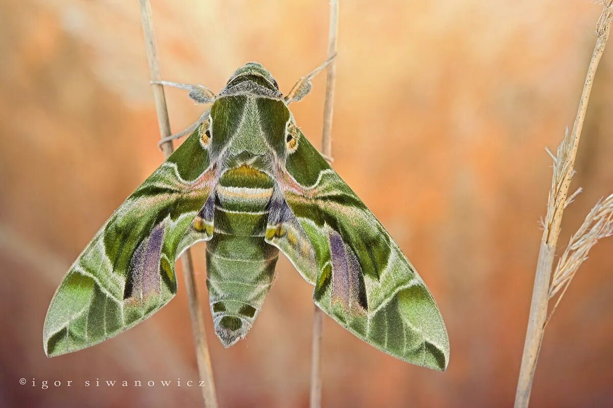 Бабочка олеандровый бражник. Бабочка олеандровый бражник. Бабочка олеандровый бражник. Насекомые в субтропиках россии олеандровый бражник. Бражник олеандровый крымский бабочка.