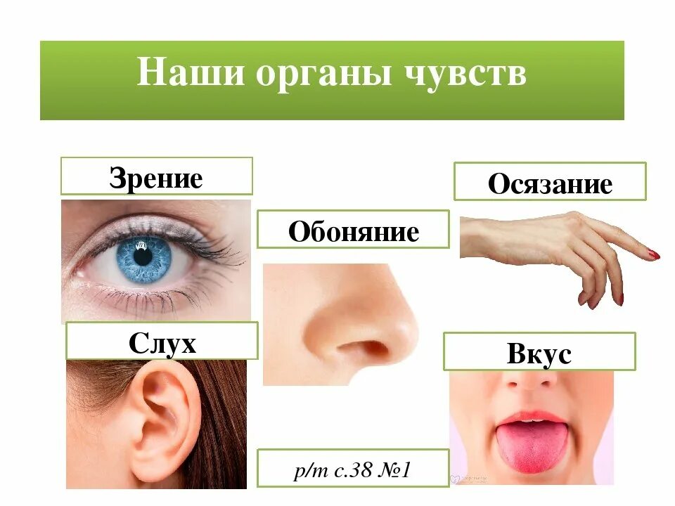 Органы чувств появились у. Какие органы чувств есть у человека. Органы слуха зрения обоняния осязания. Чувства обоняние осязание слух зрение. Зрение слух обоняние.