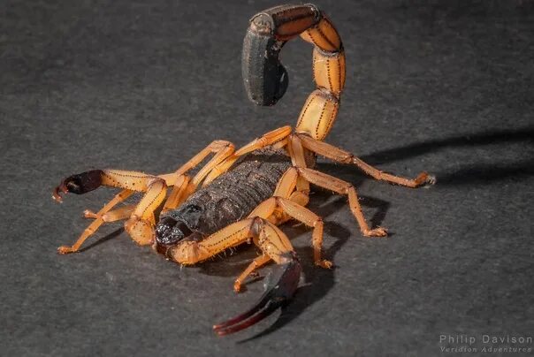R scorpion
