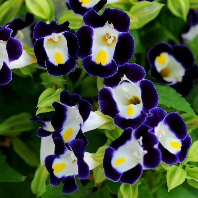 Торения кауай. Торения каваи роуз. Торения. Торения фурнье kauai magenta. Торения каваи бургунди.