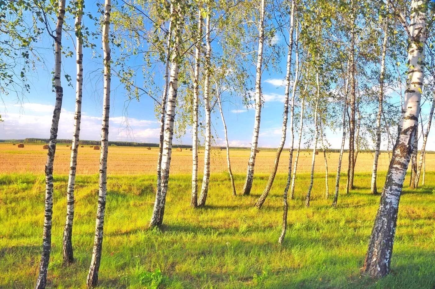 Тоненькие березки. Молодые березы. Родные Березки. Березки вдоль. Береза фото.