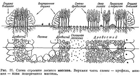Типы опушек