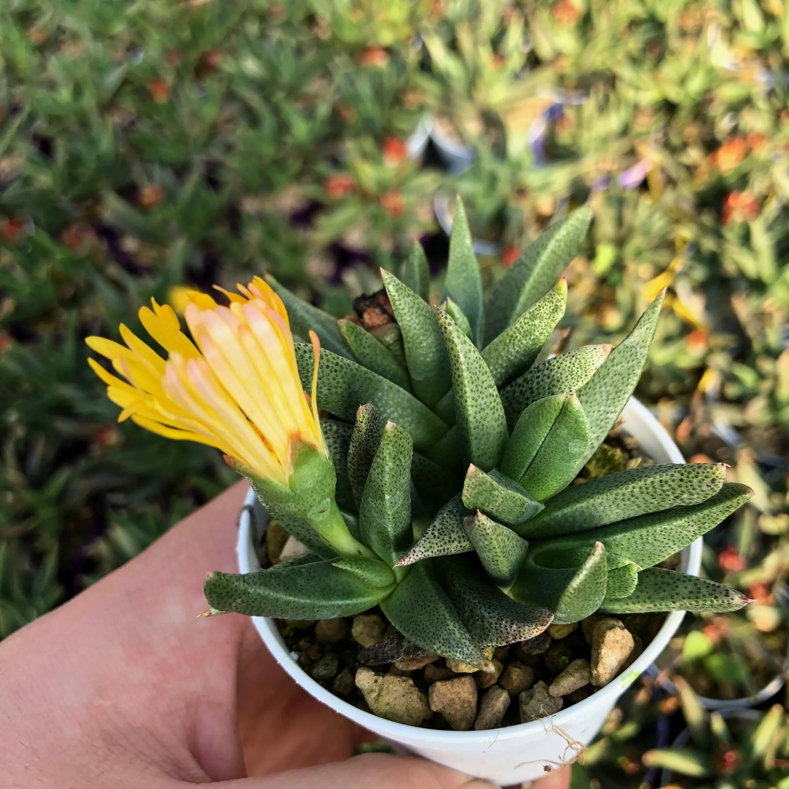 Саррацения растение хищник. Радужный эвкалипт с острова минданао. Удивленные растения. Кальцеолярия одноцветковая. Дионея мухоловка.