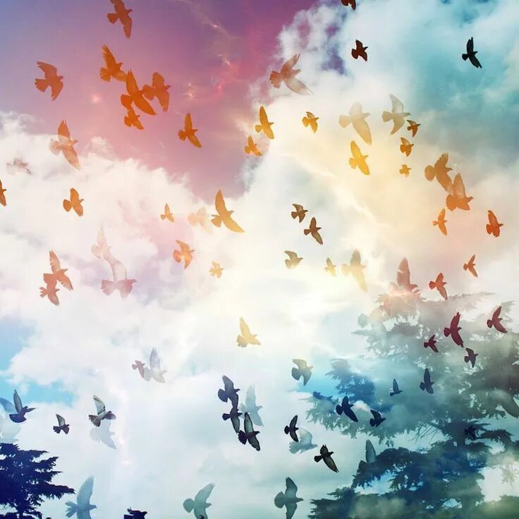 Птицы небесные. Птицы в небе живопись. Птицы в небе картина. Птицы в облаках.