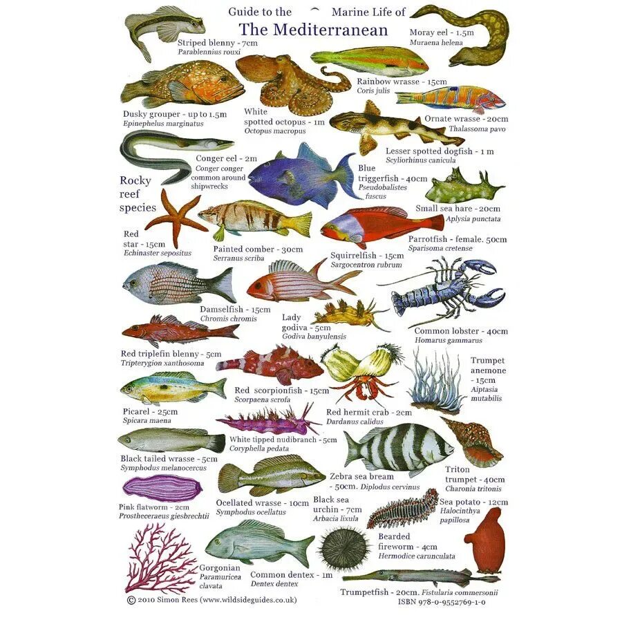 Морские названия групп. Виды морских животных. Морские обитатели названия. Подводные животные названия. Названия морских рыб на английском.