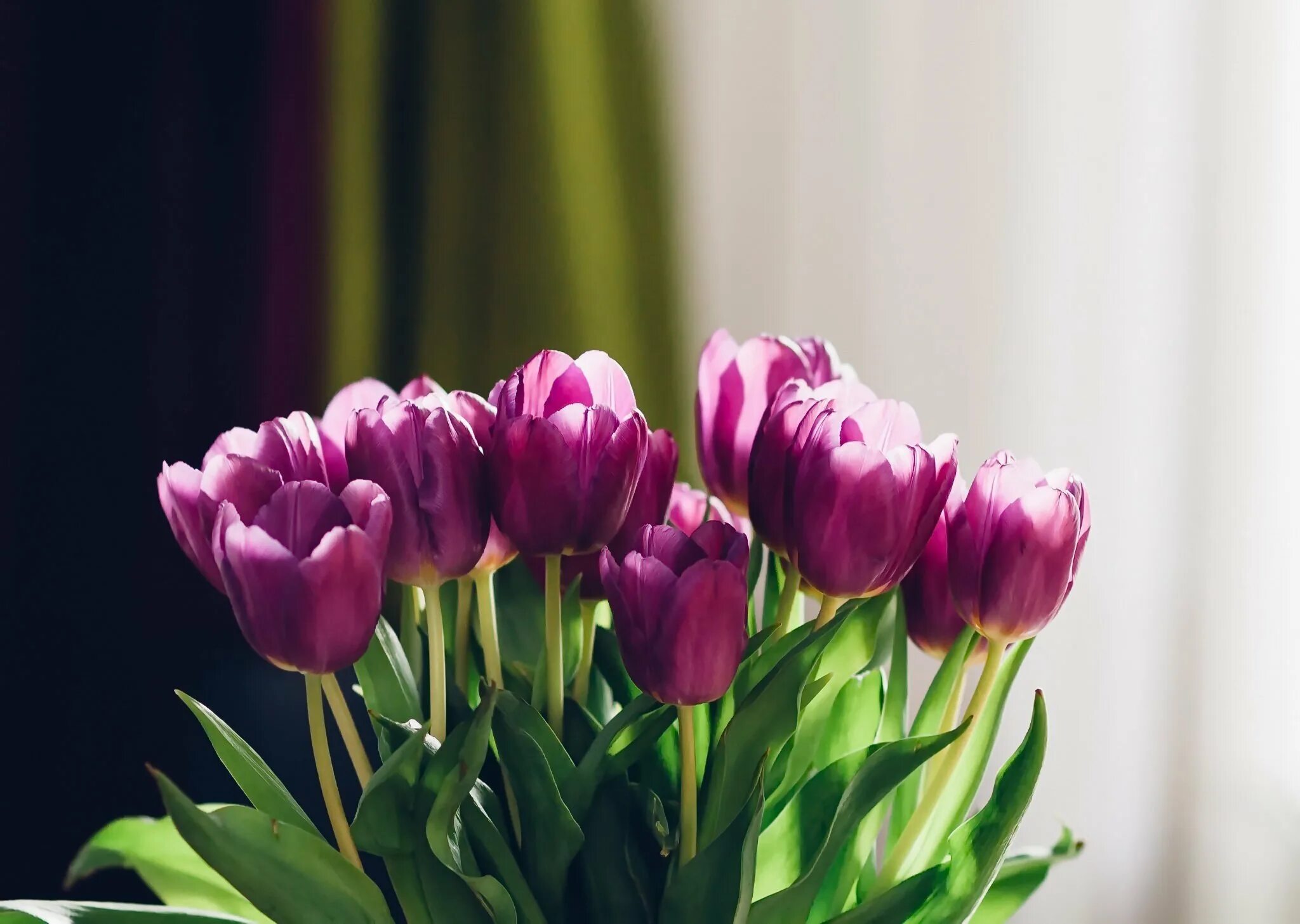 Покажи цветы тюльпаны. Тюльпан Пурпл. Тюльпан Пурпл букет. Тюльпан пионовидный aglaophotis Tulipa. Пионовидные тюльпаны Эстетика.