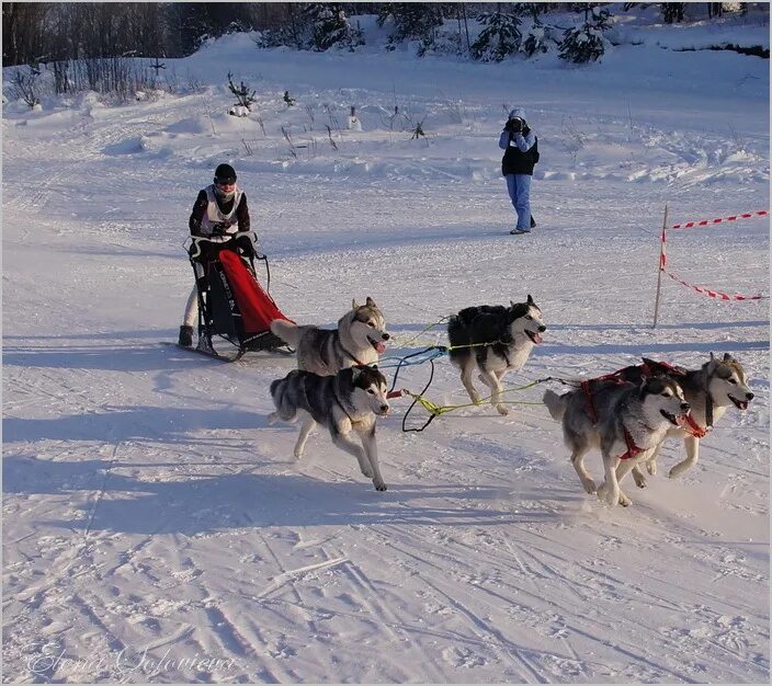 сани для собачьей упряжки. каюр в арктике. каюр. правило ездового спорта. скоростные группы в ездовых спортах.