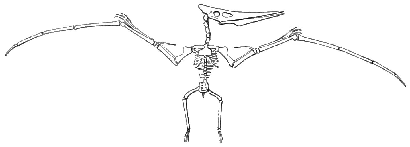 Pteranodon Skeleton. Кетцалькоатль Птерозавр кости. Кетцалькоатль скелет. Птеранодон скелет. Летающий скелет